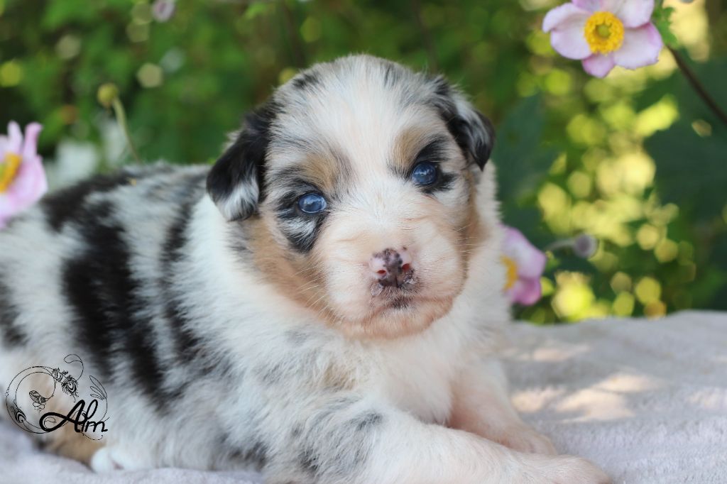 of Angel'Crossings - Chiots disponibles - Berger Australien
