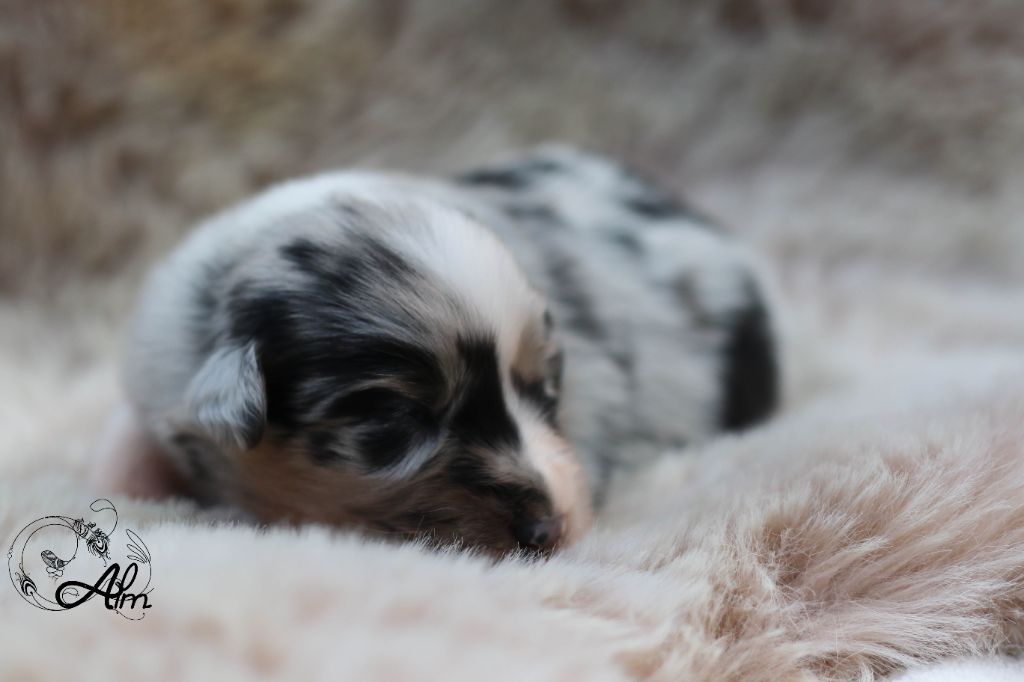 of Angel'Crossings - Chiots disponibles - Berger Australien