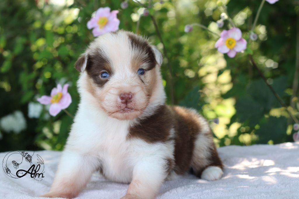 of Angel'Crossings - Chiots disponibles - Berger Australien