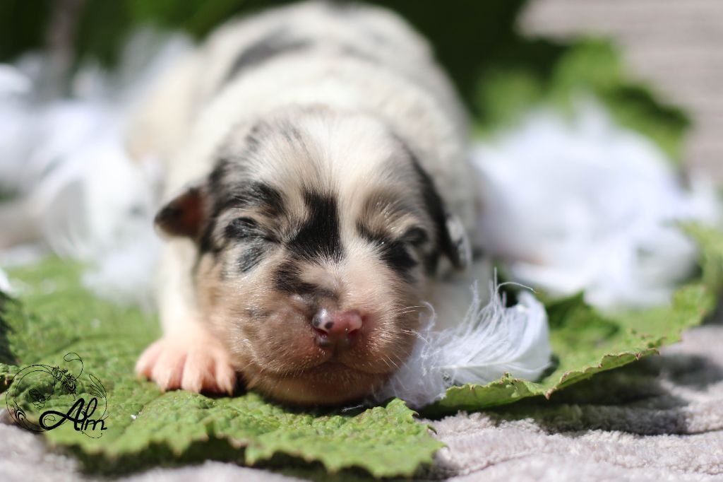 of Angel'Crossings - Chiots disponibles - Berger Australien