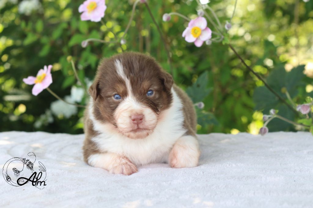 of Angel'Crossings - Chiots disponibles - Berger Australien