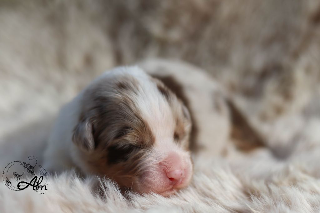 Chiot Berger Australien of Angel'Crossings